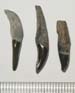 These three teeth were found so close together they must have belonged to the same animal.